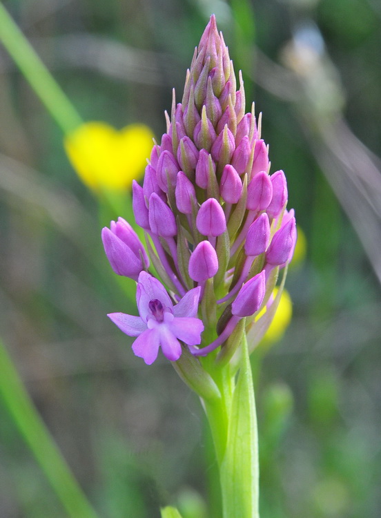 Orchidee del Chianti 2009